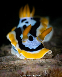 Chromodoris annae_Fenruary 2025
(CanonEF100,1/200,f22,is... by Antonio Venturelli 